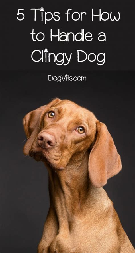 Maybe you would like to learn more about one of these? 5 Tips for How to Handle a Clingy Dog - DogVills