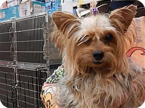 3 baby boys available mom 5 lb yorkie dad 3 alb yorkie. Kamile | Adopted Dog | Tucson, AZ | Yorkie, Yorkshire Terrier