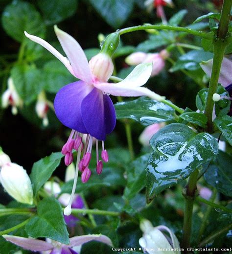 67 Best Images About Bleeding Hearts Columbines Dicentra On Pinterest