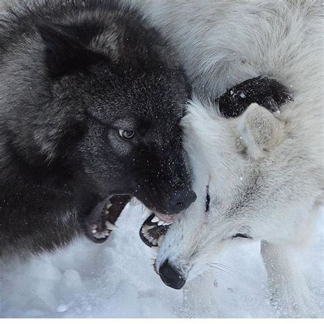 By Justmeandjustthem Wolf Dog Wolf Spirit Animal Wolves Fighting