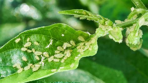 Aphids On Plants