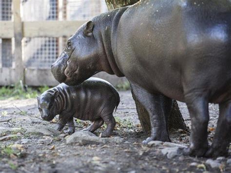 Stop What Youre Doing And Look At This Tiny Hippo Hippo Baby Hippo