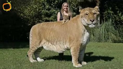 In south america, you will find jaguars and cougars (pumas) in many different regions. 50 BIGGEST Animal EVER In THe World - YouTube
