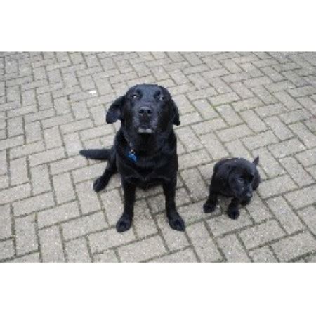 Small breeder, specialized in weaning very sweet pet birds. Natasha Leeding, Labrador Retriever Breeder in Grantham ...