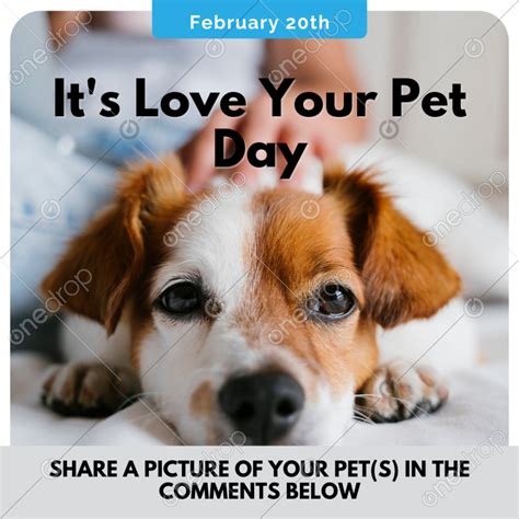 20 February Love Your Pet Day By Pixel Perfect