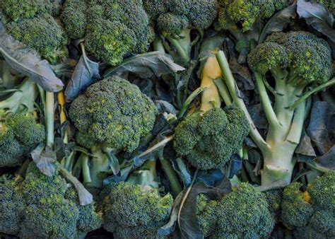 Broccoli Varieties 20 Types Of Broccoli You Can Grow Gardening Chores