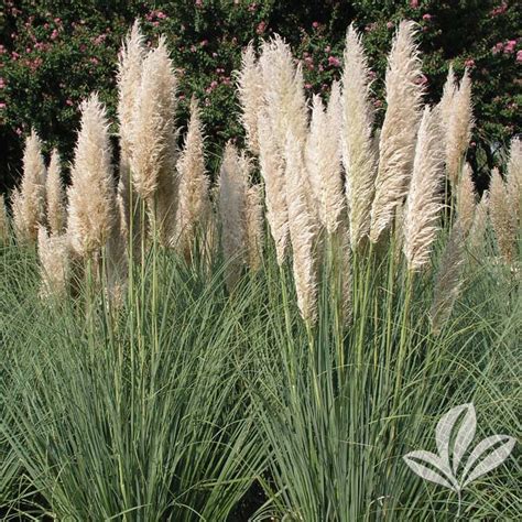 It is low maintenance and can be planted in a wide range of sites including poor soil sites that are sandy or rocky. Gulf Muhly - Muhlenbergia capillaris - Magnolia Gardens ...