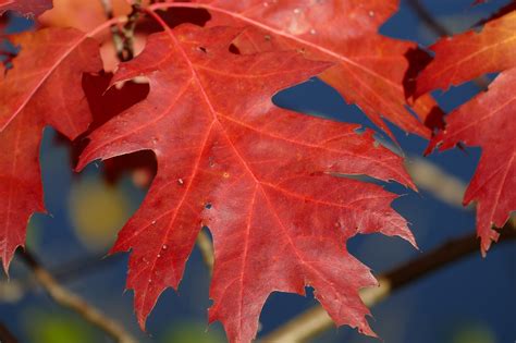 The Meaning Of Fall Foliage Why Leaves Change Color New England