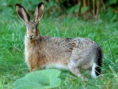 Pengertian, Ciri Ciri Hewan Mamalia dan Pembagian Ordo nya – Flora dan Fauna