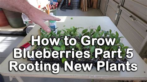 How To Grow Blueberry Bushes Part 5 How To Root