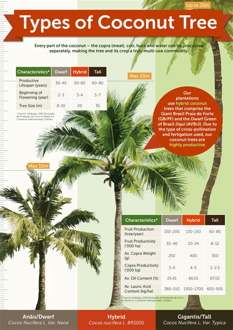 Type Of Coconut Tree Infographic Unique