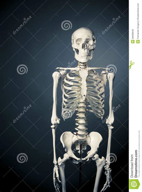 Human Skeleton Body On A Grey Background Stock Photo Image Of Medical