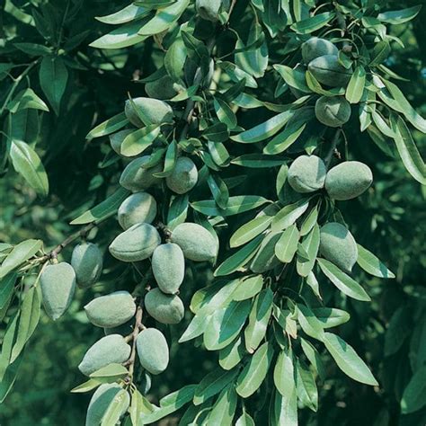 Prunus All In One™ Almond Tree Hello Hello Plants And Garden Supplies