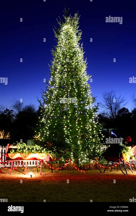 Outdoor Christmas Trees Have Been Decorated With White Lights And Shot