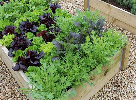 Easy Vegetables To Grow Quiet Corner