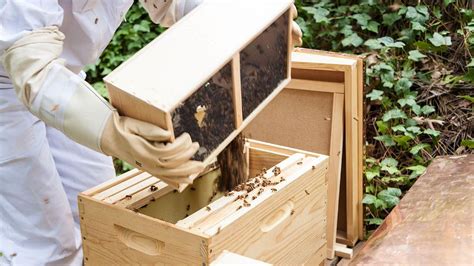 The First 10 Days With Your New Honey Bees Are Crucial For The Colonys