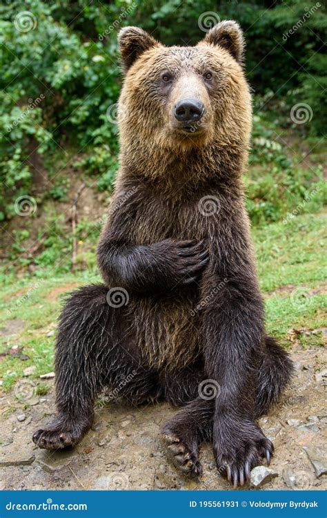 Brown Bear Sitting In Funny Pose Stock Image Image Of Wood Funny