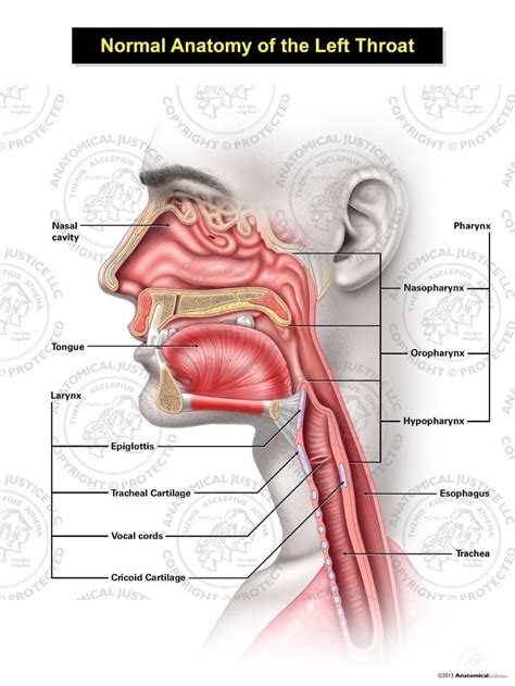 Despite being a relatively small region, it contains a range of important anatomical features. Normal Male Anatomy of the Left Throat Illustration ...
