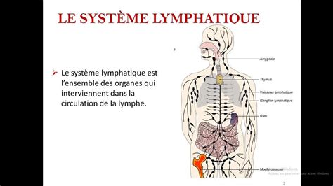 Le Système Lymphatique Cours Anatomie Num 8 Youtube