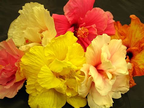 Maybe you would like to learn more about one of these? Hibiscus Show | Hibiscus flowers at Hibiscus Show in ...
