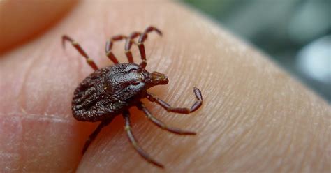 How To Avoid Lyme Disease And Hungry Ticks This Fall