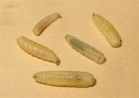 Termite Larvae Identification And Treatment Pictures