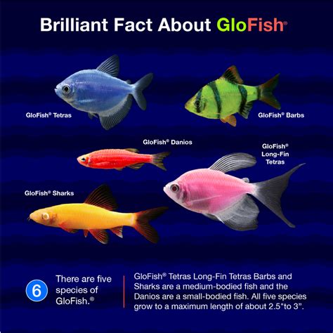 A Glofish Review Everything To Know Before You Buy Artofit
