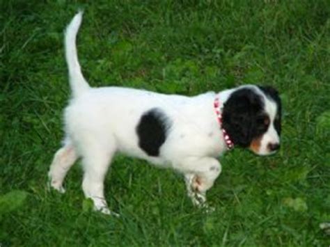 I have my little lacey since october 2016 in which she was delivered to my home. English Setter Puppies in Michigan