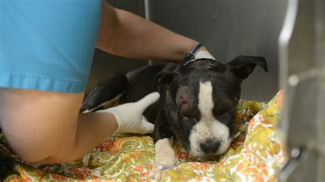 The Pit Bull Who Suffered Horrible Injuries In Dog Fighting Finally