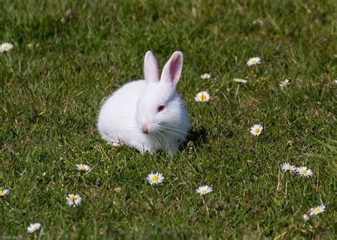 Albino Wild Rabbit | At New England Bay Caravan Club Site Nr… | Flickr