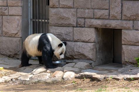 Cute Giant Panda At Beijing Zoo Editorial Image Image Of Beautiful