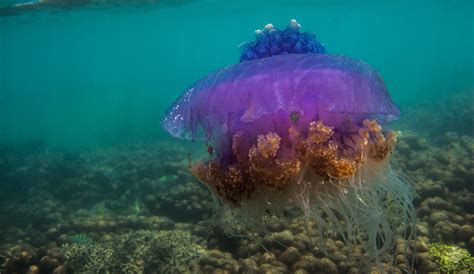 The Regal ‘crown Jellyfish Jellyfish Aquarium