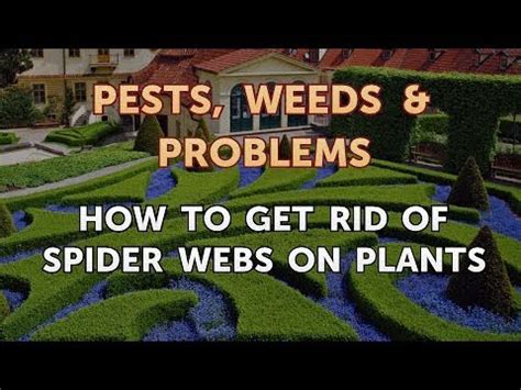 This article explains the various options you can use to since spider mites are practically invisible, it's not easy to get rid of them. How to Get Rid of Spider Webs on Plants - YouTube