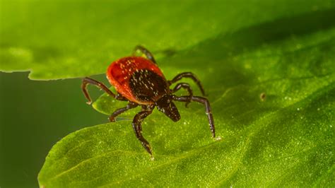How To Submit Ticks In Michigan Safe Solutions
