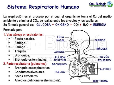 Biolog A Did Ctica Tema Sistema Respiratorio Humano