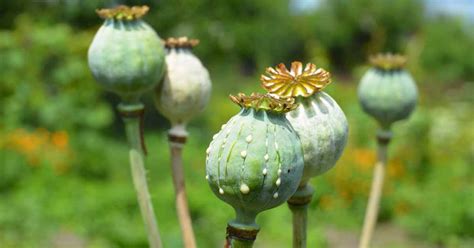 Security Forces Seize Opium Seeds Worth Rs 144 Crore In Nagaland
