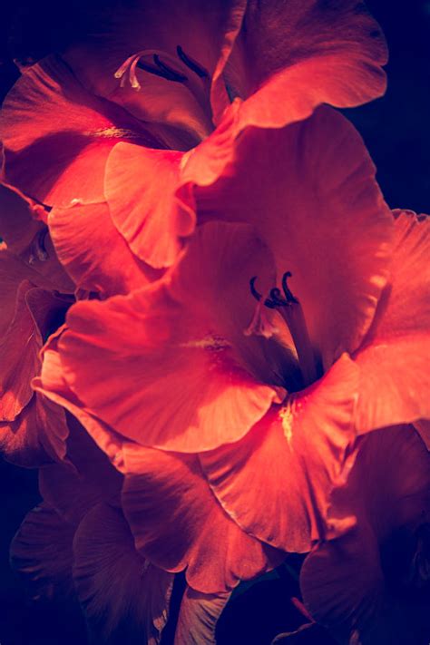 Orange Gladiolus Photograph By Toni Hopper Fine Art America