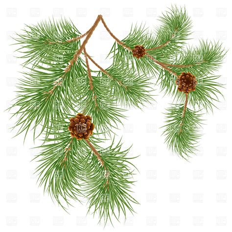 Click on the image below to enlarge and save to your computer. Fir needle clipart - Clipground
