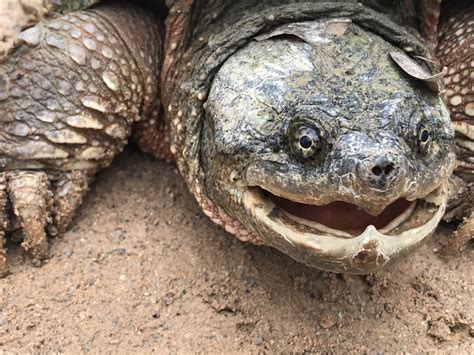 Texas Man Catches Enormous Alligator Snapping Turtle Throws It Back