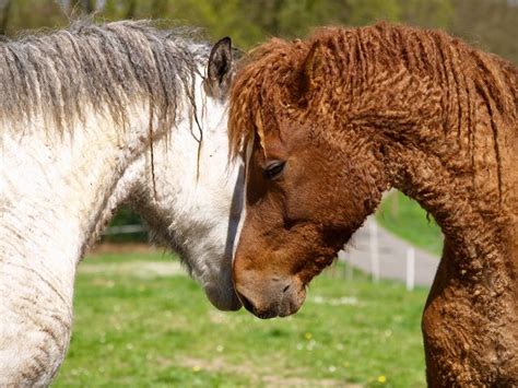 There is curly hair horse in russian. 61 best Bashkir Curly horses images on Pinterest | Curly ...