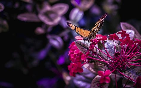 Flowers Nature Butterfly Wallpapers Hd Desktop And