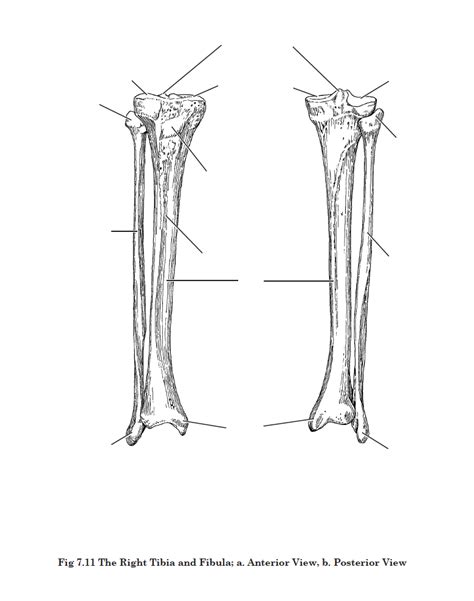 Aandp The Right Tibia And Fibula Anterior And Posterior Views Diagram