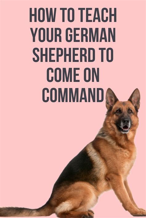 How To Train Your German Shepherd To Come On Command German Shepherd