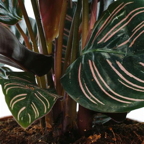 Calathea Ornata Indoor Tropical Potted House Plant For Home Or Office