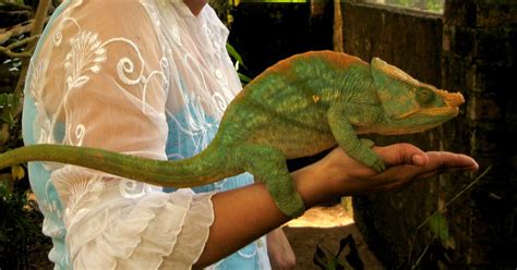 The Chameleon The Size Of A House Cat 7 Fascinating Facts Africa