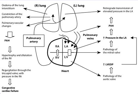 The Pathophysiology Of Pulmonary Arterial Hypertension Download