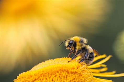 100 Bee Pictures Download Free Images And Stock Photos On