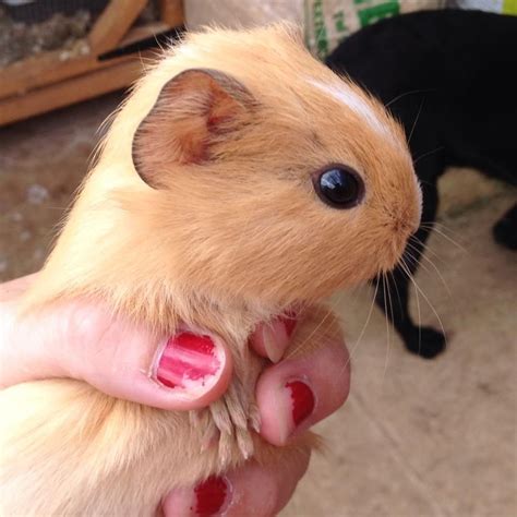 Visit our website for more. Baby Guinea Pigs for Sale | Whitchurch, Hampshire | Pets4Homes