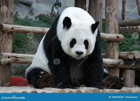 Female Giant Panda In Chiangmai Thailand Stock Photo Image Of Giant