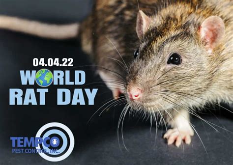 World Rat Day 2022 Theyre More Than Pests Tempco Pest Control